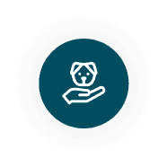 Humanely manage India's stray dog population