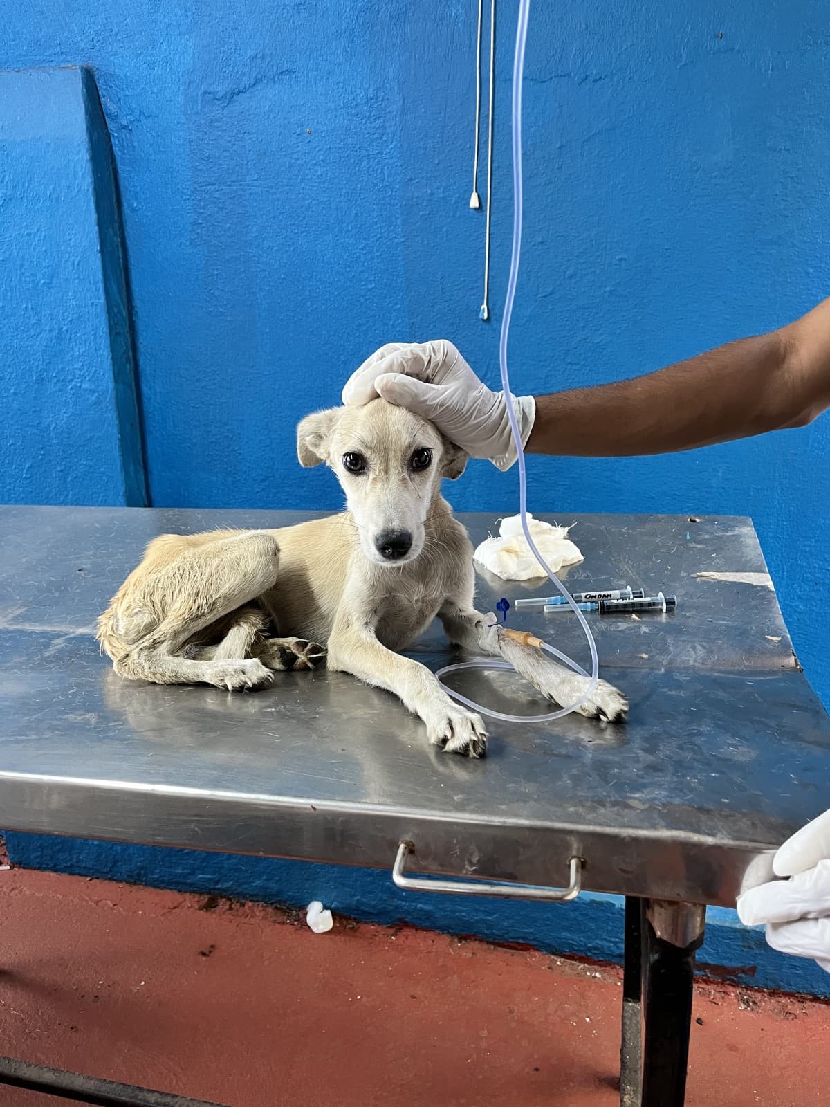 Rescue and inpatient care for animals