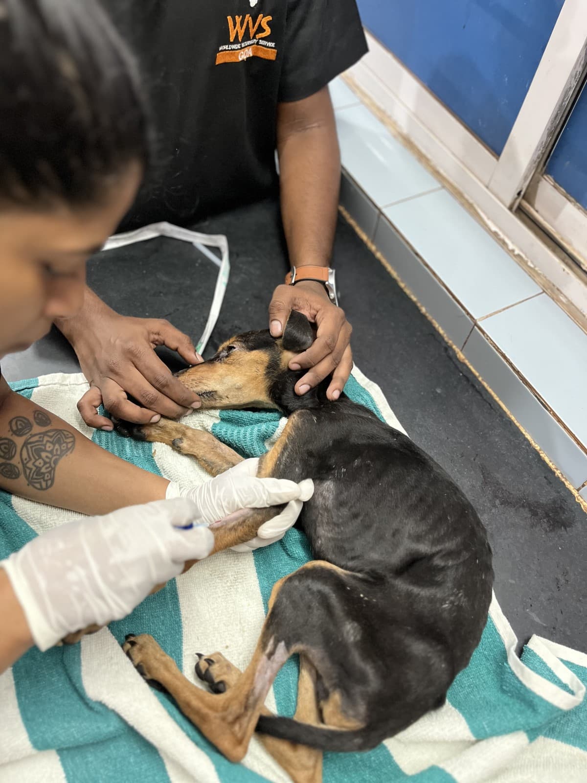 Veterinary treatment for sick animals