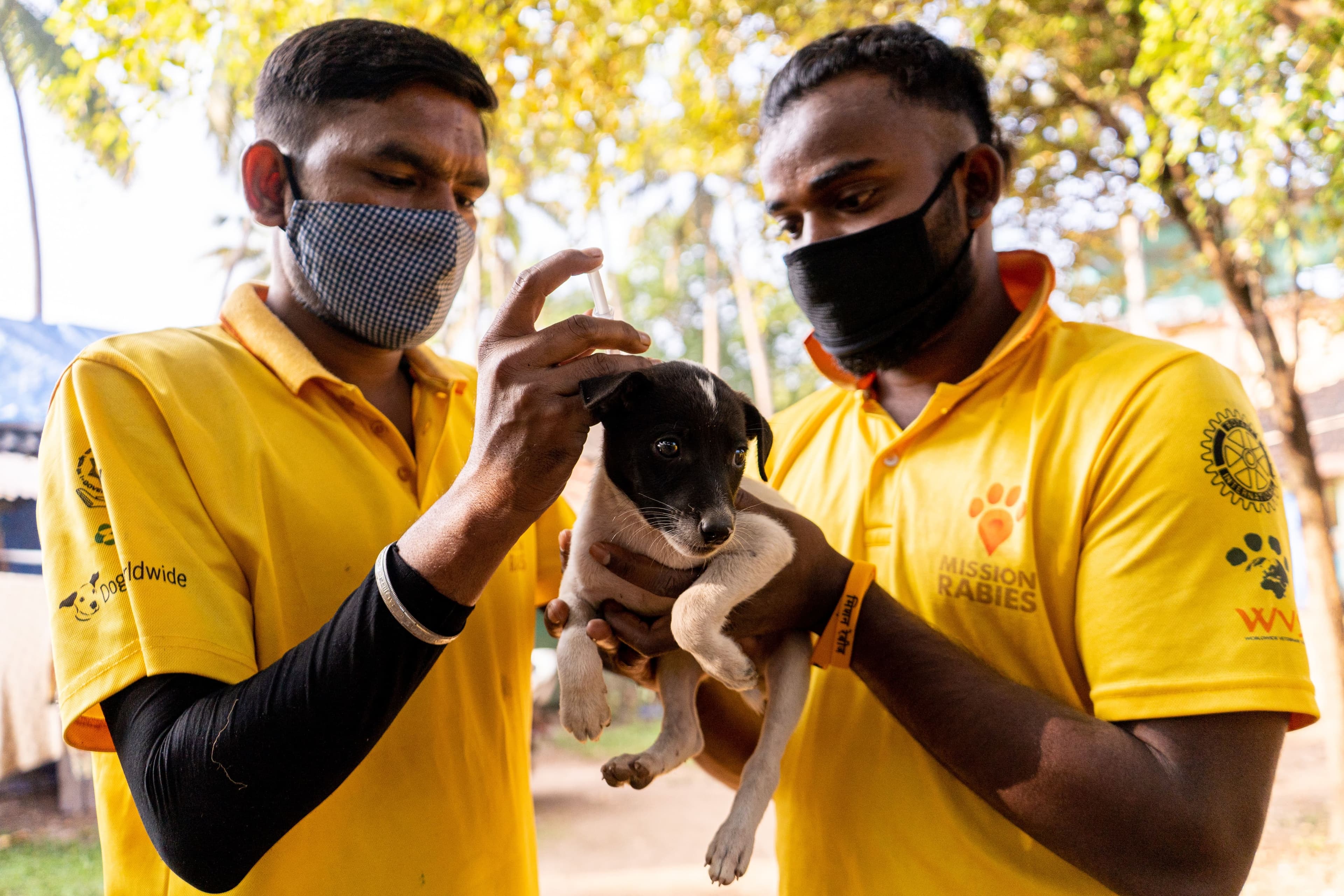 about Mission Rabies Goa